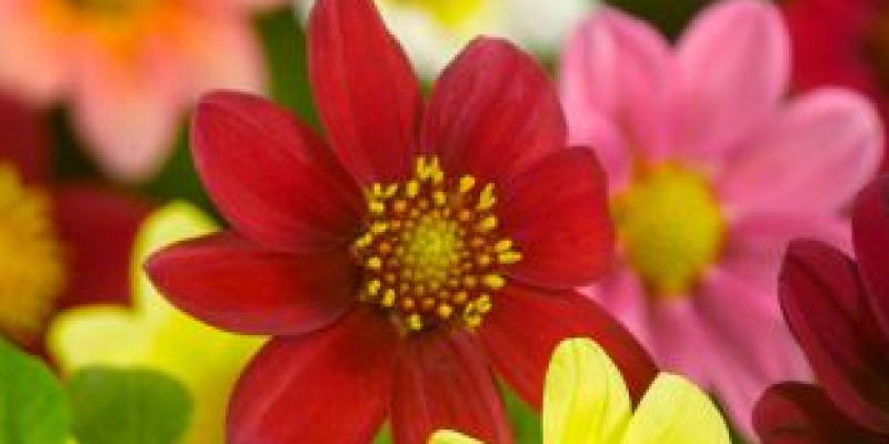 Topmix dahlia's