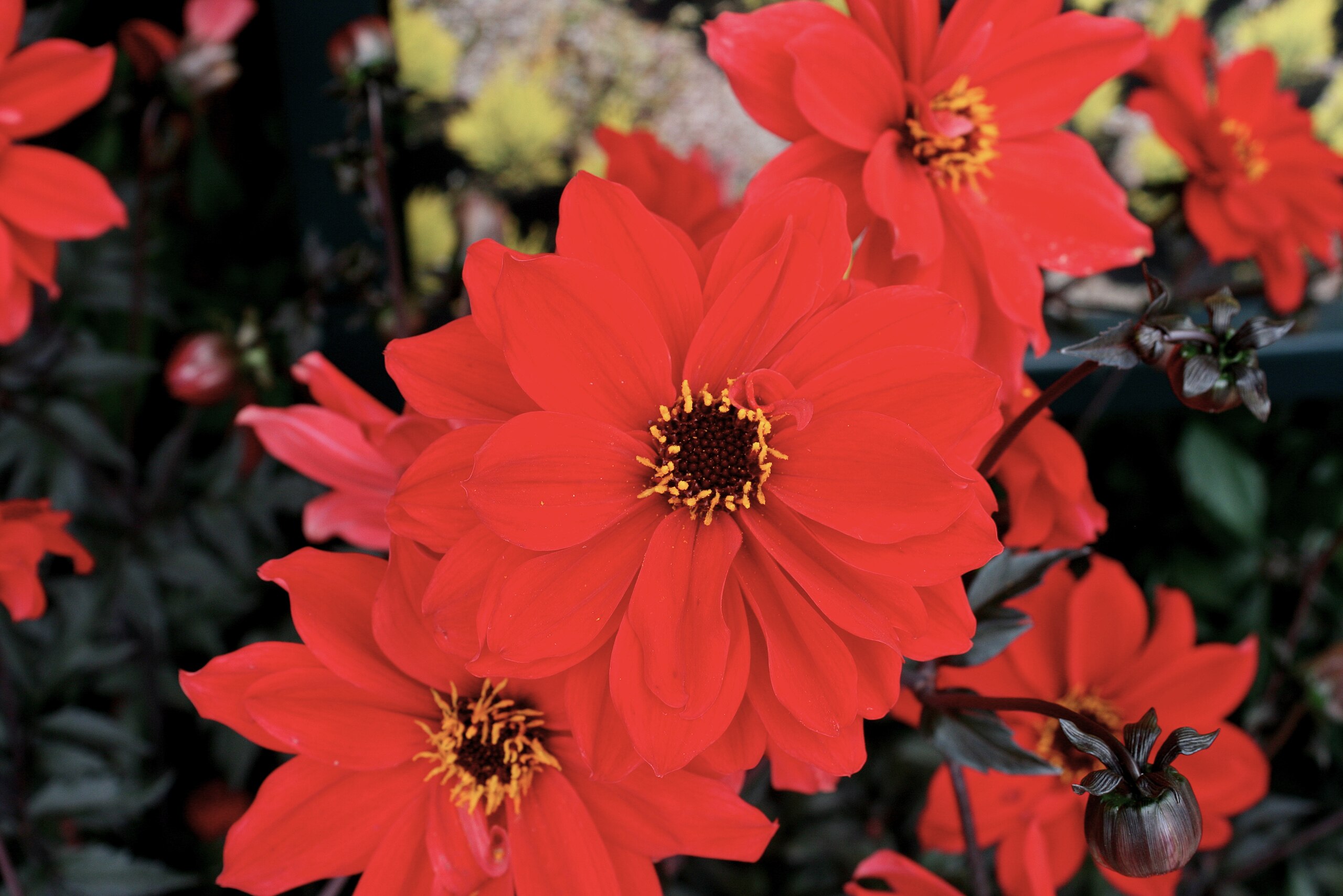 Pioenbloemige dahlia's