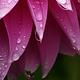 Foto: Bernard Spragg. NZ from Christchurch, New Zealand | CC0 | Bron: Wikimedia Commons