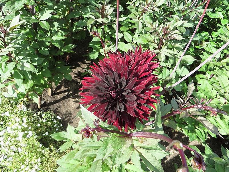 Black Jack