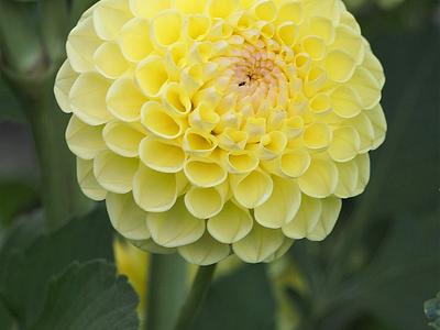 Boom Boom Yellow