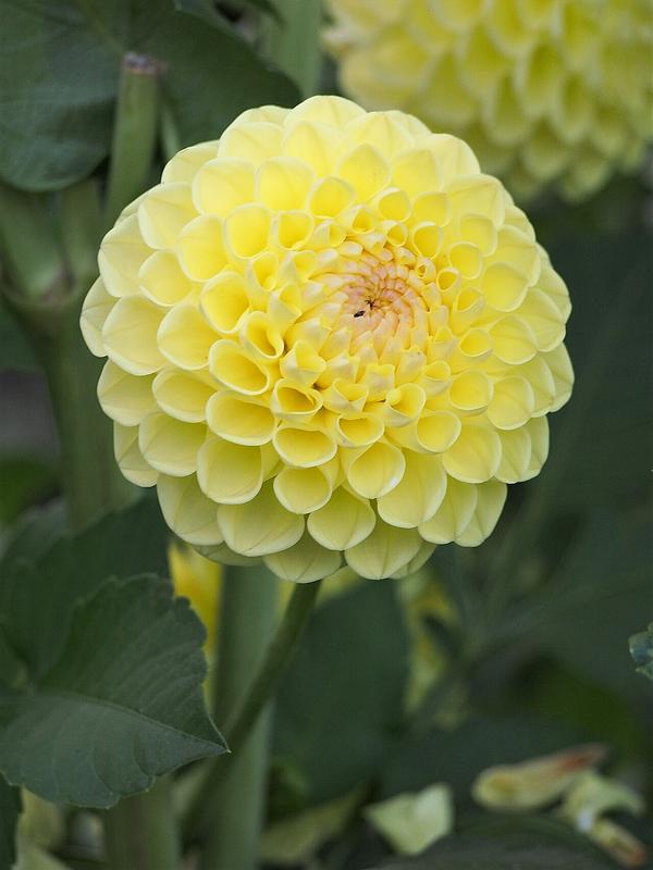 Boom Boom Yellow