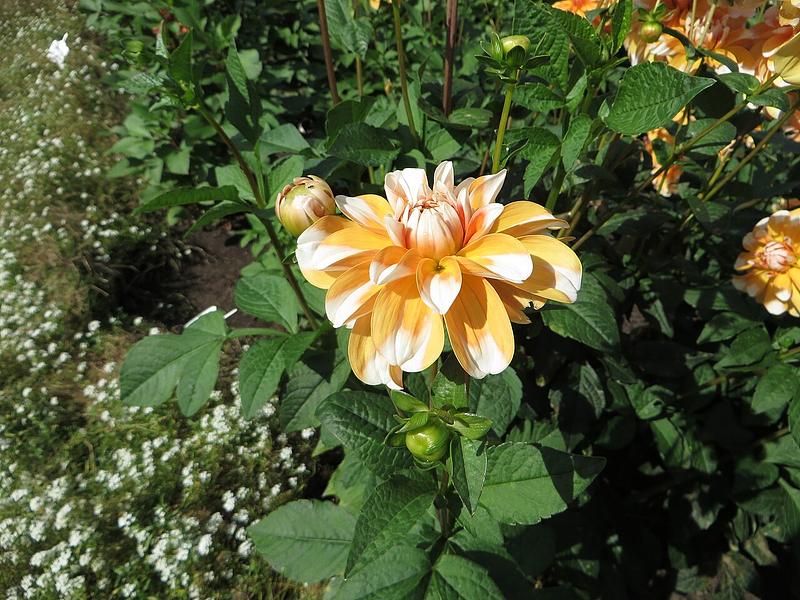 Bahamas Apricot