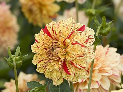 Connels Gloriosa