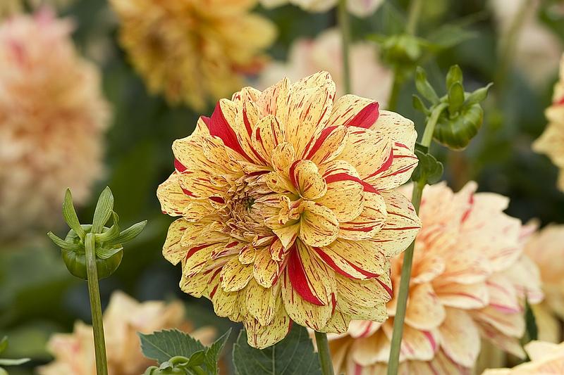Connels Gloriosa