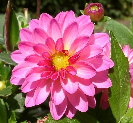 Dahlstas Sunset Pink