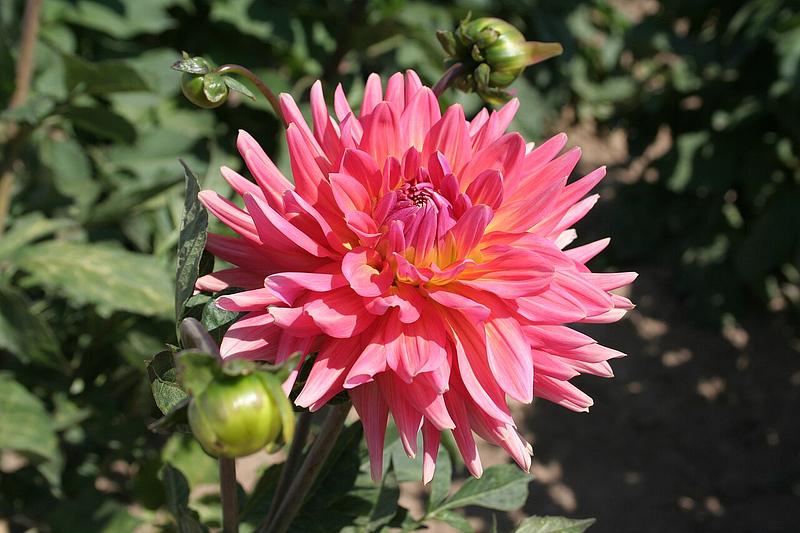 Coral Gypsy