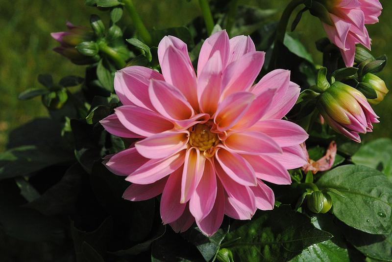 Dahlietta Emily