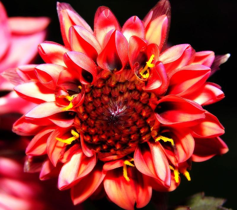Fiery