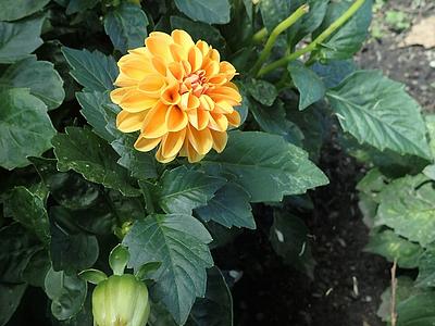 Figaro Orange Shade