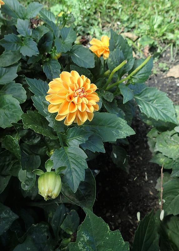 Figaro Orange Shade