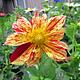 Foto: Swallowtail Garden Seeds from Santa Rosa, California, United States | CC BY 2.0 | Bron: Wikimedia Commons