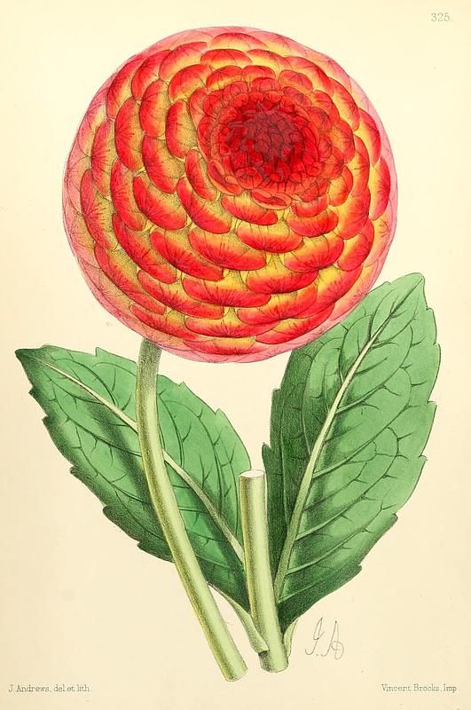 Flambeau