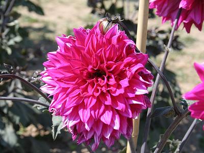 Engelhardts Matador