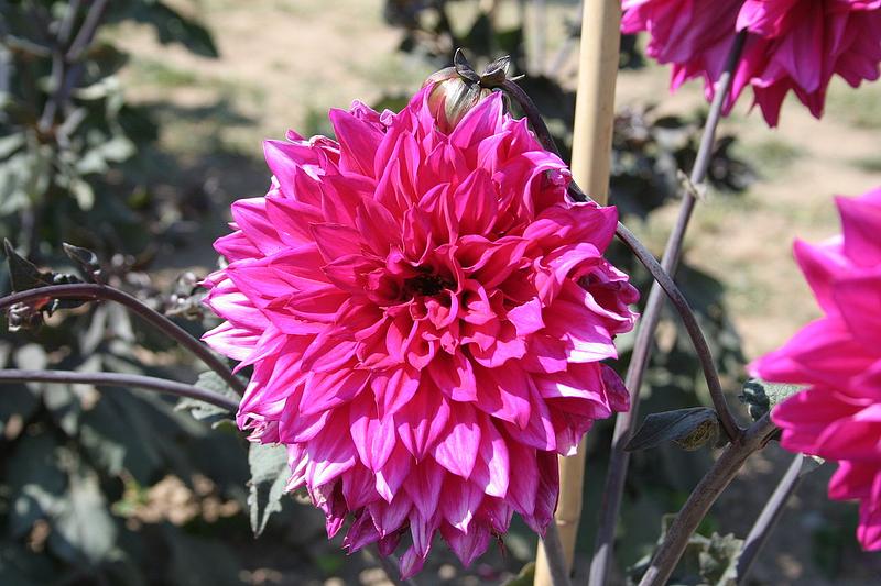 Engelhardts Matador