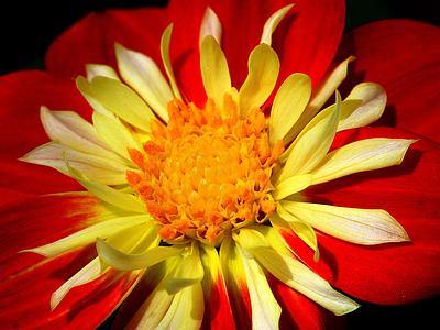 Goldalia Scarlet