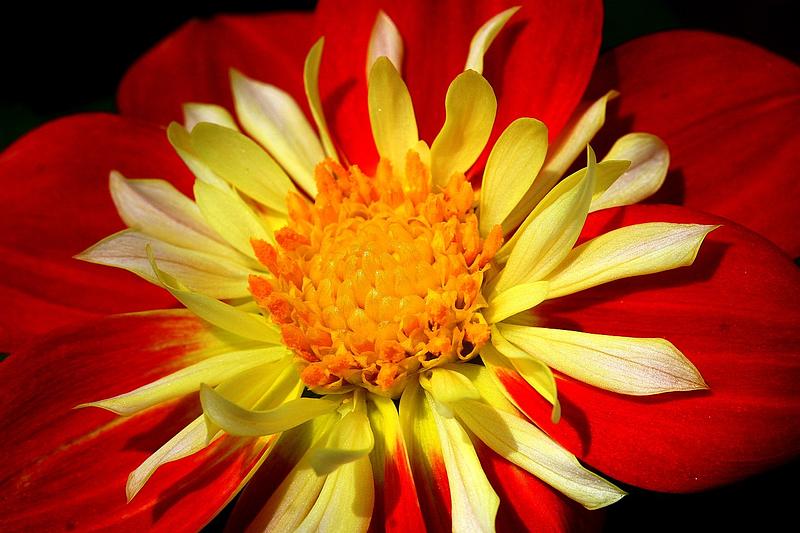 Goldalia Scarlet