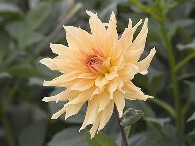 Goldener Vulkan