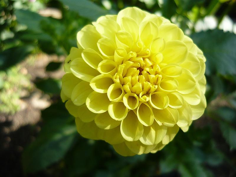 Golden Torch