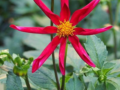 Honka Rood