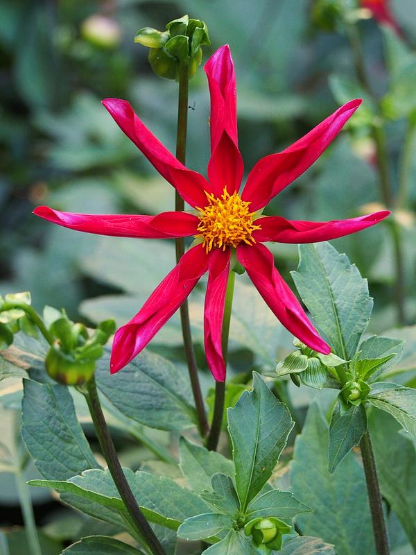 Honka Rood