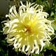 Foto: Celestino Manuel from Vendas Novas, Portugal | CC BY 2.0 | Bron: Wikimedia Commons