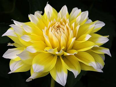 Lemon Meringue