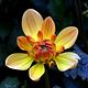 Foto: Bernard Spragg. NZ from Christchurch, New Zealand | CC0 | Bron: Wikimedia Commons