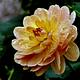 Foto: Bernard Spragg. NZ from Christchurch, New Zealand | CC0 | Bron: Wikimedia Commons