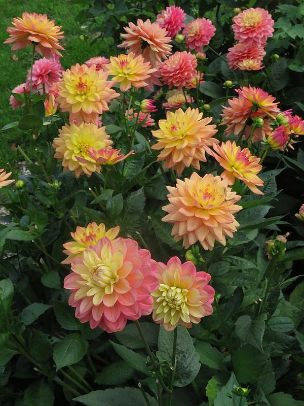 Melody Allegro