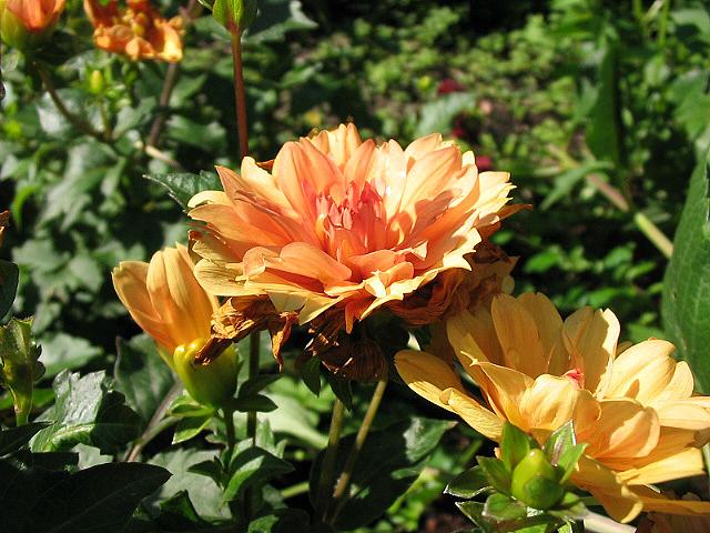 Orange Wealt