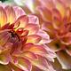 Foto: Bernard Spragg. NZ from Christchurch, New Zealand | CC0 | Bron: Wikimedia Commons