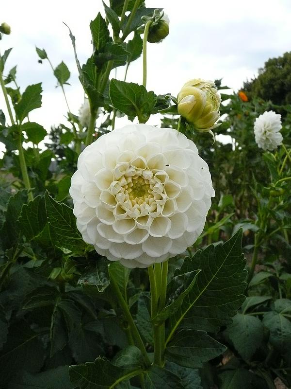 Orset Beauty