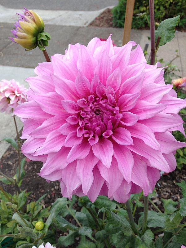 Pink Petticoat