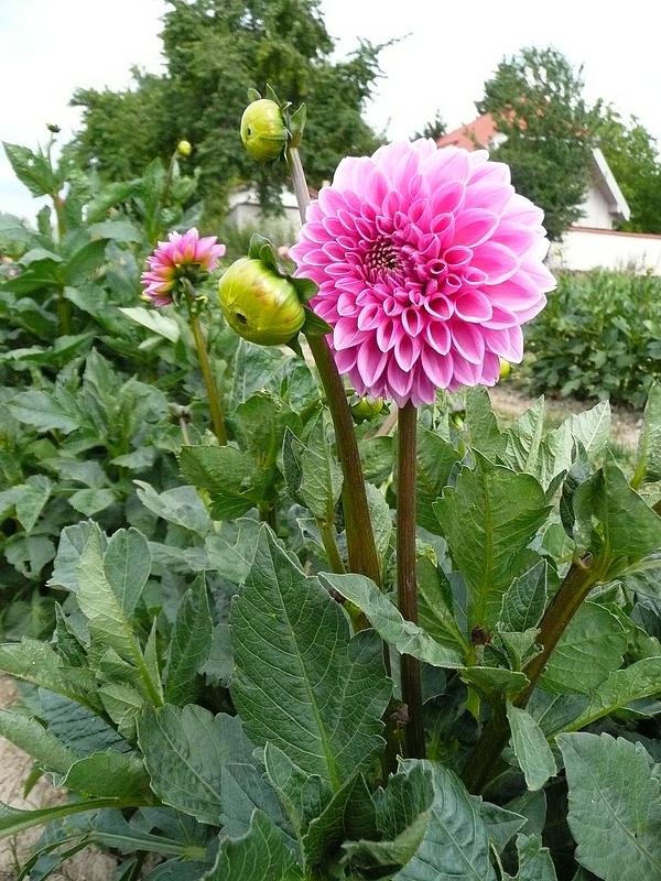 Pink Sylvia