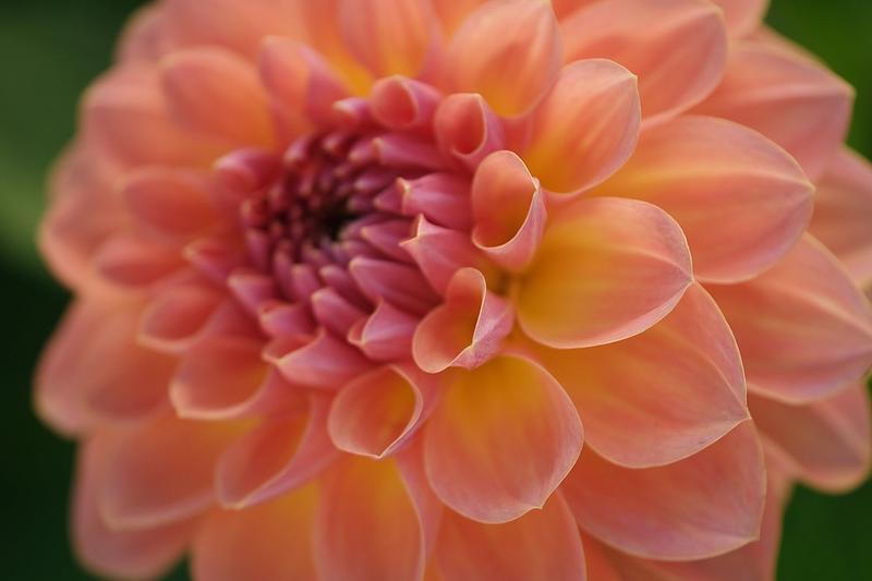Orange Breeze