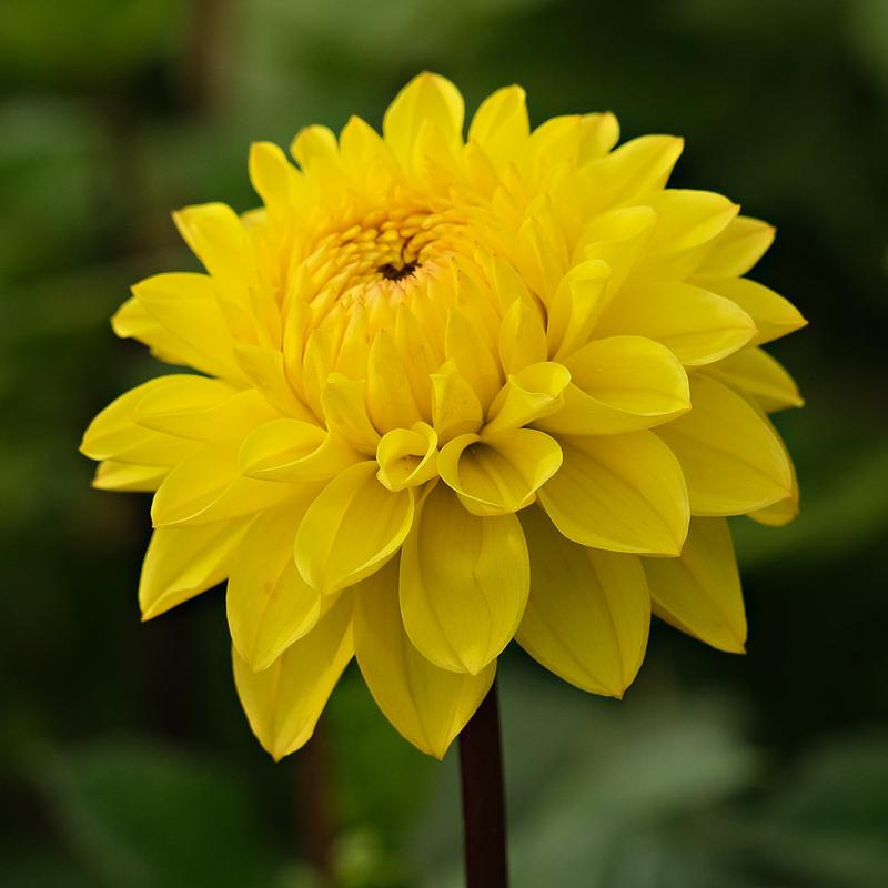 Royal Yellow