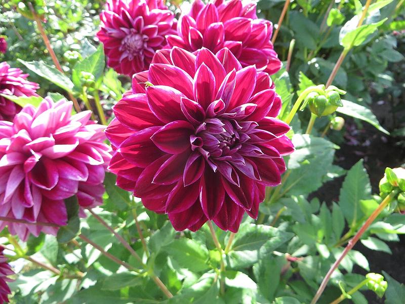 Purple Pearl