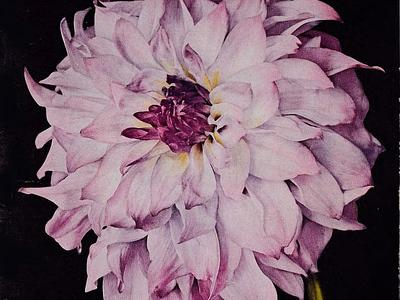 Shudow's lavender