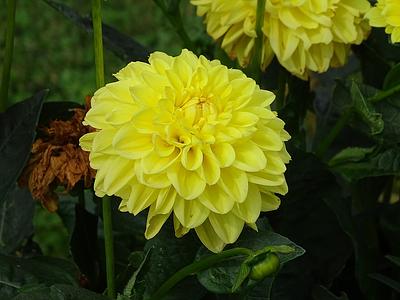 Sisa