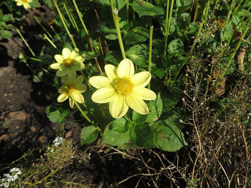 Topmix Yellow