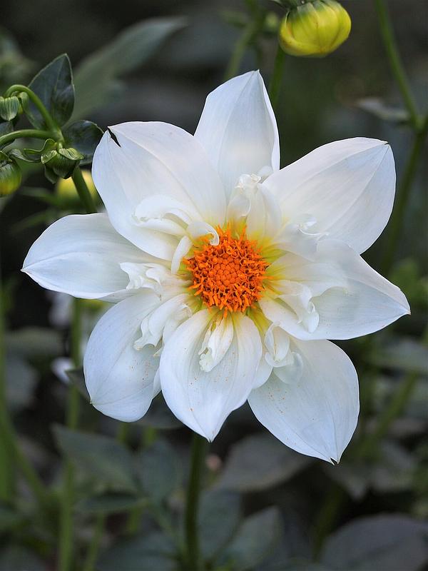Twyning's White Chocolate