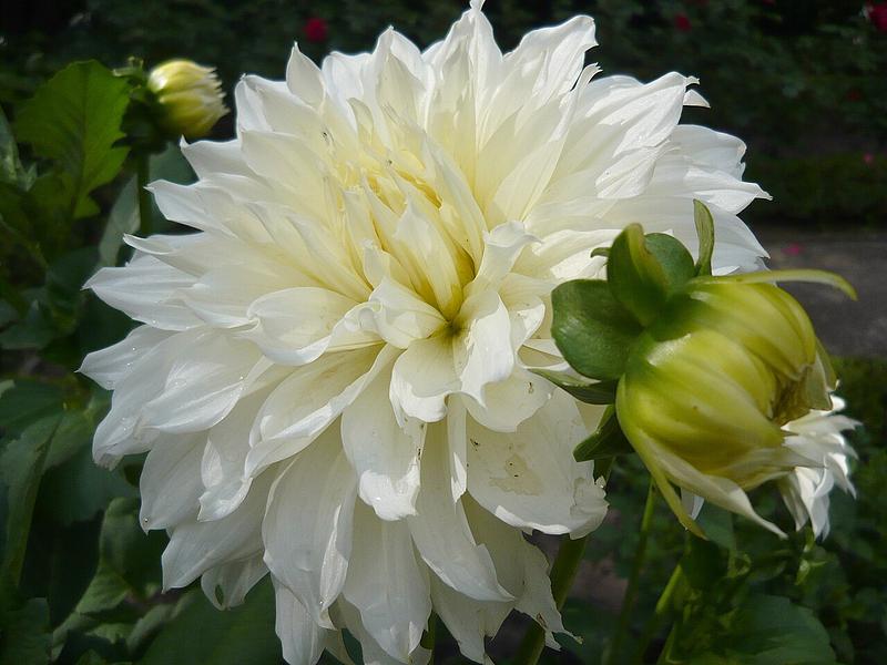 White Perfection