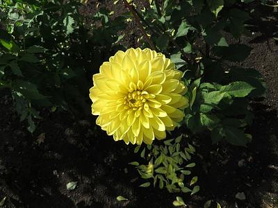 Zelta Cauna