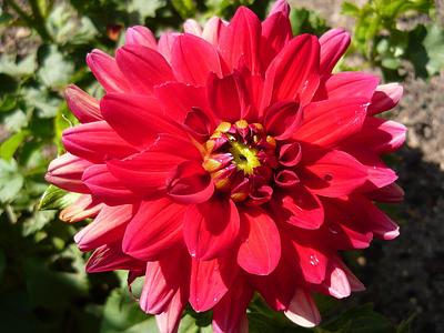 Babylon Red
