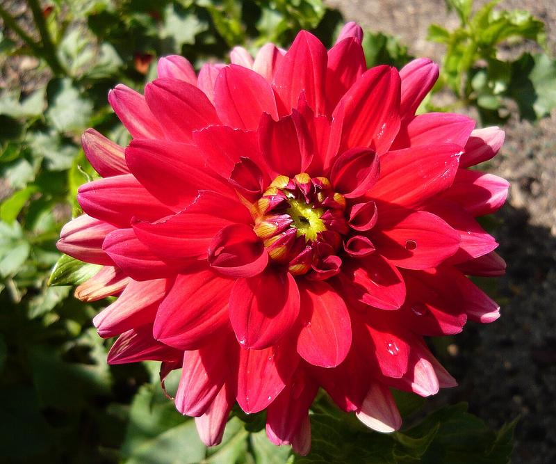 Babylon Red