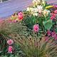 Foto: cultivar413 from Fallbrook, California | CC BY 2.0 | Bron: Wikimedia Commons