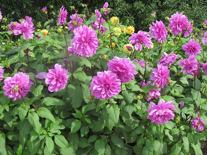 Lilac Time