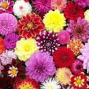Dahliavereniging De Amerbloem